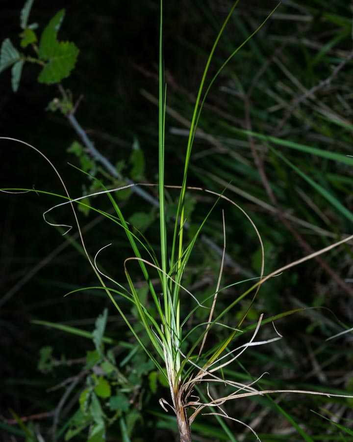 Carex in ambiente arido